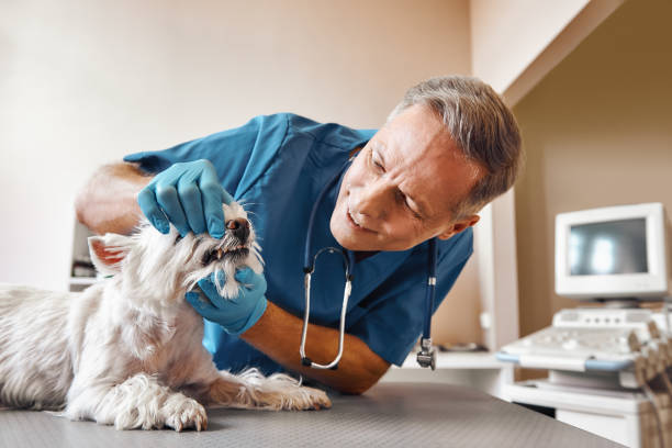 Best Emergency Treatment for Dental Infections or Abscesses in Merritt Park, NY